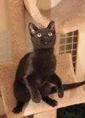 Tarpley, Adopted, Kitten Male Domestic Short Hair.