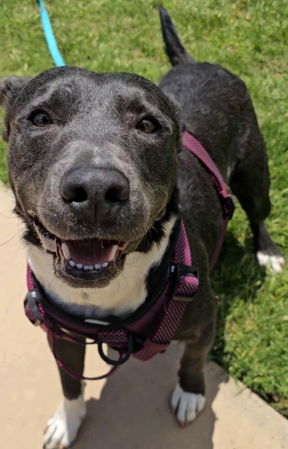 Enlarge Dozer, a ADOPTABLE mixed breed in Lubbock, TX image 4/6