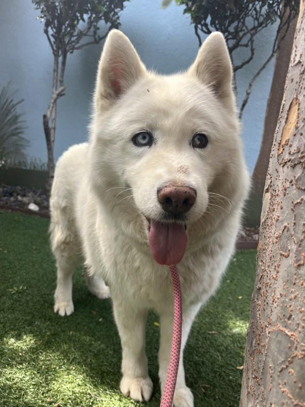 Enlarge Mitski, a Adoptable mixed breed in San Gabriel, CA image 4/6