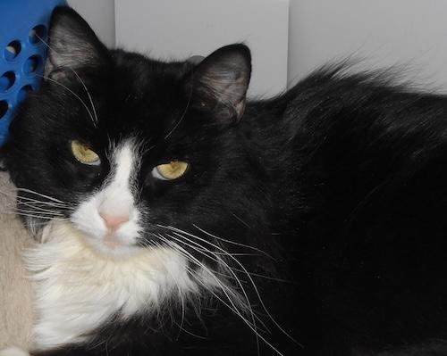 GloriaT, aka Harley (or foster me!), ADOPTABLE, Senior Female Domestic Long Hair.