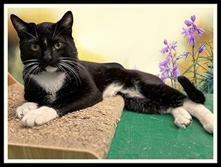 OPTIMUS PRIME, Adoptable, Young Male Domestic Short Hair.
