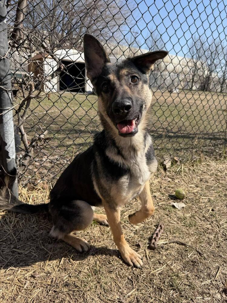 Mikayla, Adoptable, Young Female German Shepherd Dog.