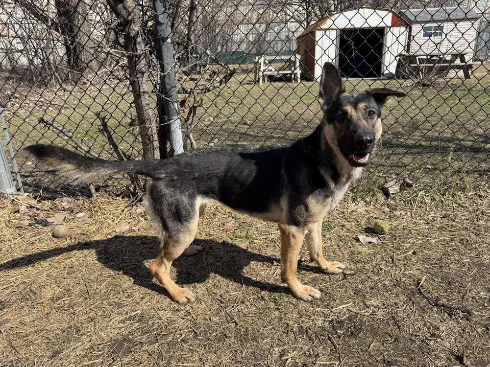 Enlarge Mikayla, a Adoptable German Shepherd Dog in Suamico, WI image 2/2