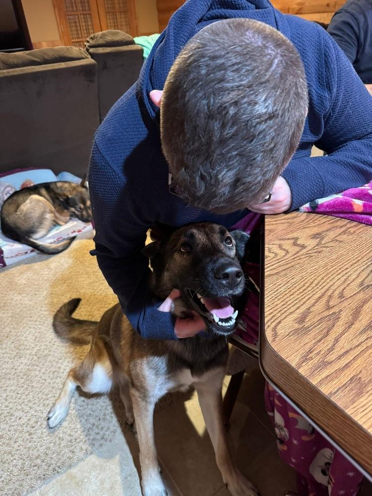 Mikayla, a Adoptable German Shepherd Dog in Suamico, WI image 3/5