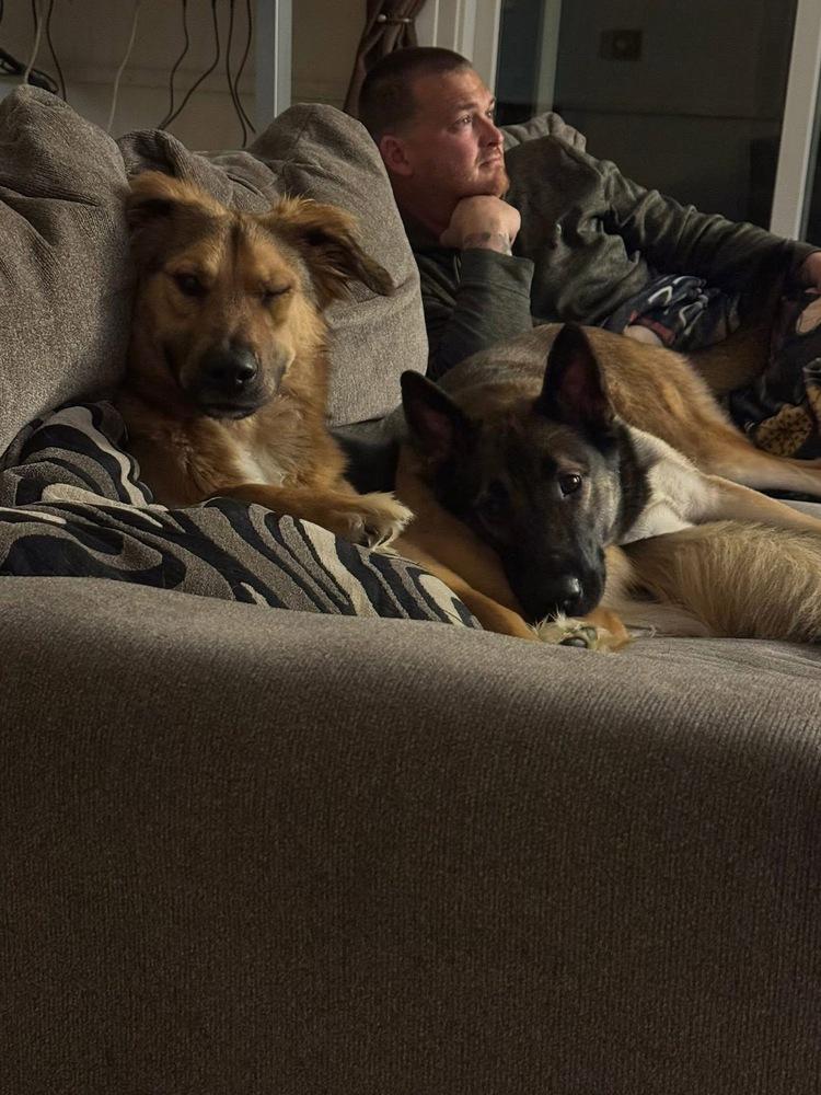 Mikayla, a Adoptable German Shepherd Dog in Suamico, WI image 5/5