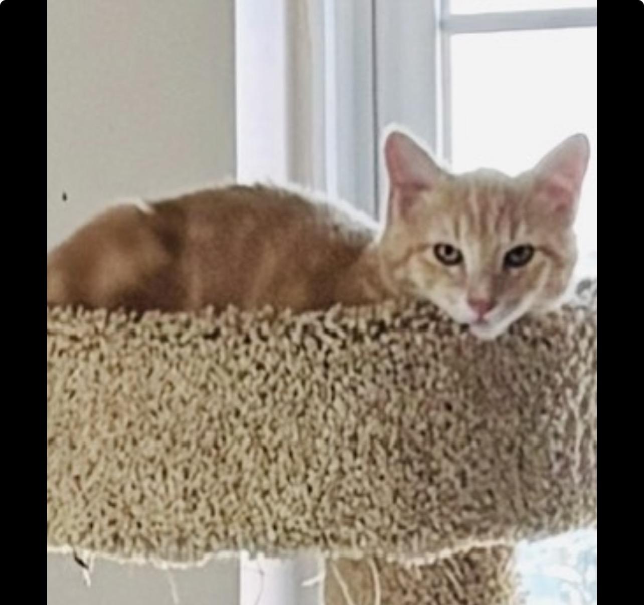 Enlarge Tommy, a ADOPTABLE Domestic Short Hair in Choctaw, OK image 3/4