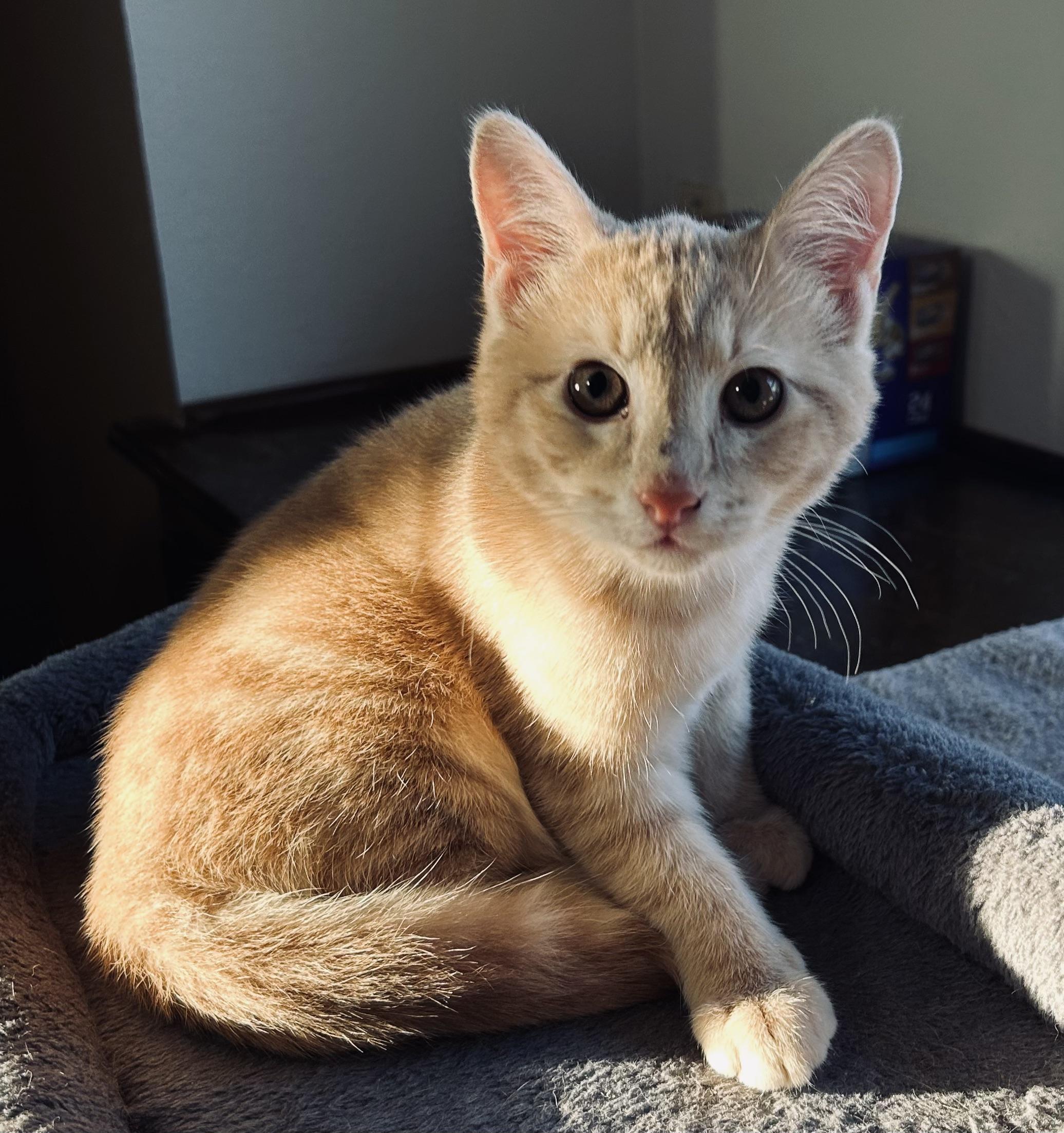 Enlarge Tommy, a ADOPTABLE Domestic Short Hair in Choctaw, OK image 2/4