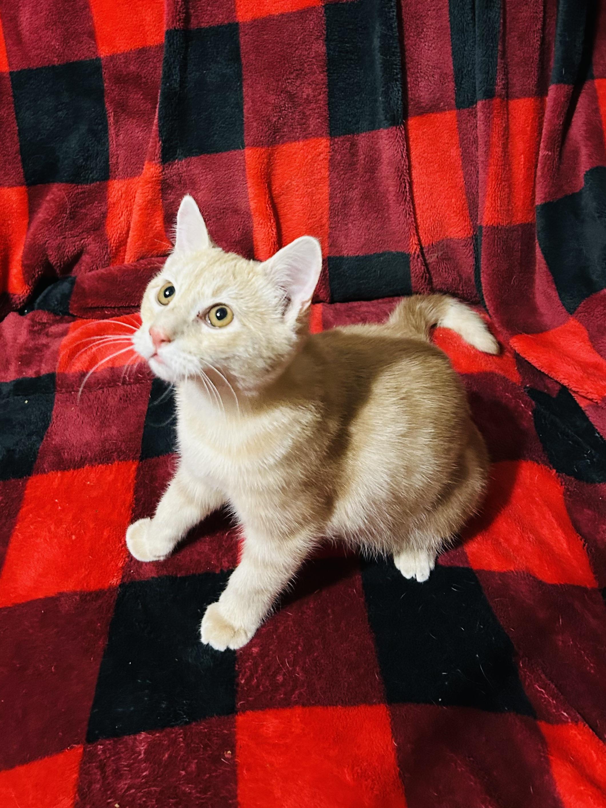 Tommy, ADOPTABLE, Young Male Domestic Short Hair.