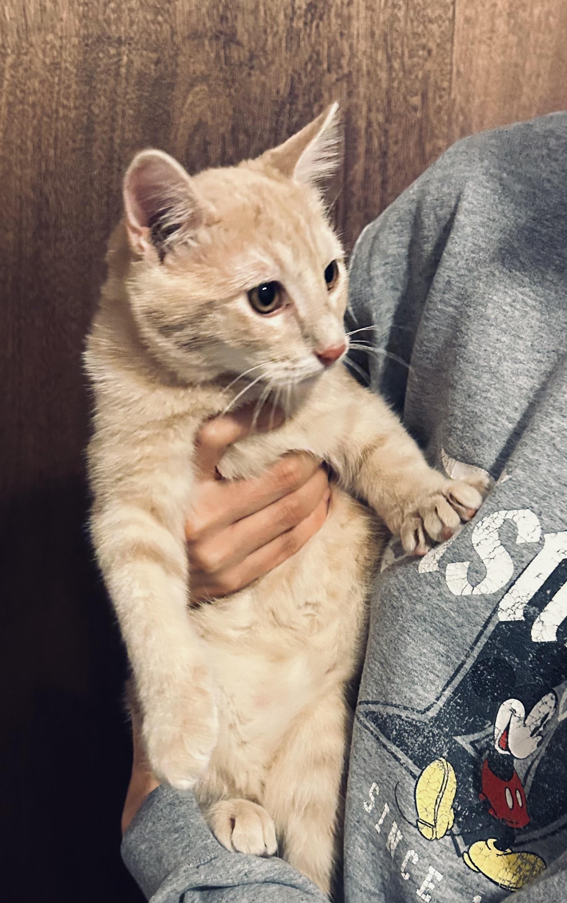 Enlarge Tommy, a ADOPTABLE Domestic Short Hair in Choctaw, OK image 4/4