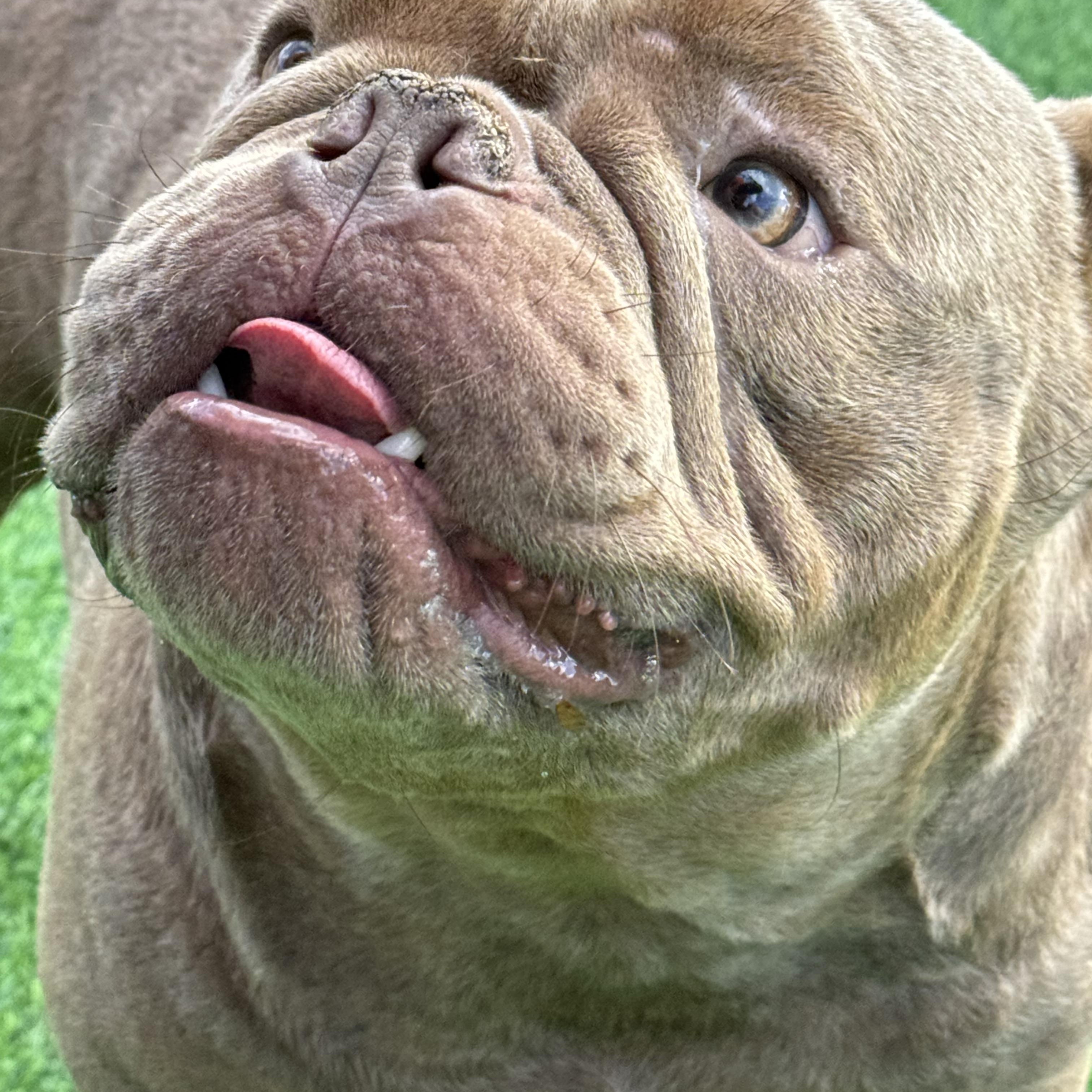 Bentley, a Adopted mixed breed in Pompano Beach, FL image 6/6