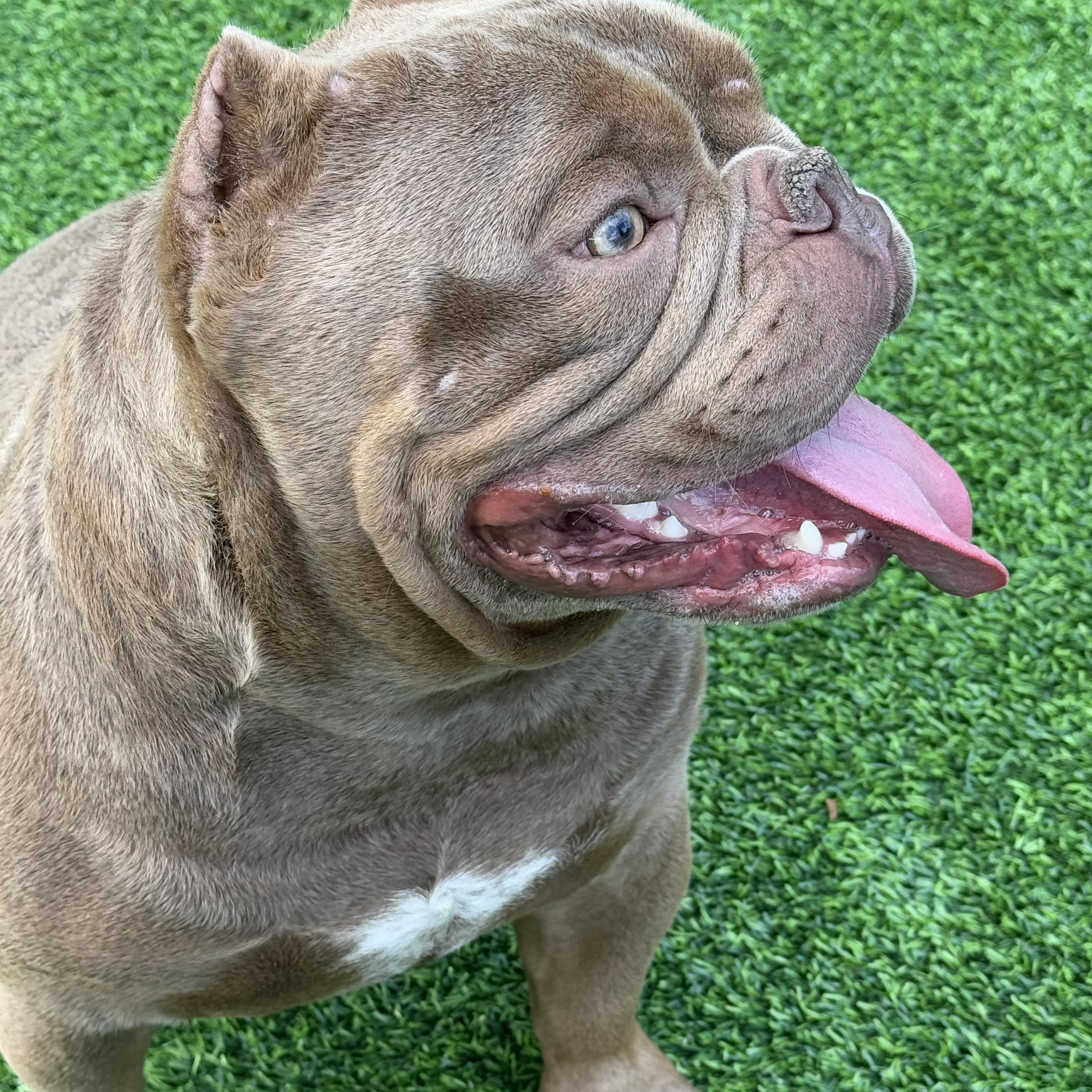 Bentley, a Adopted mixed breed in Pompano Beach, FL image 4/6