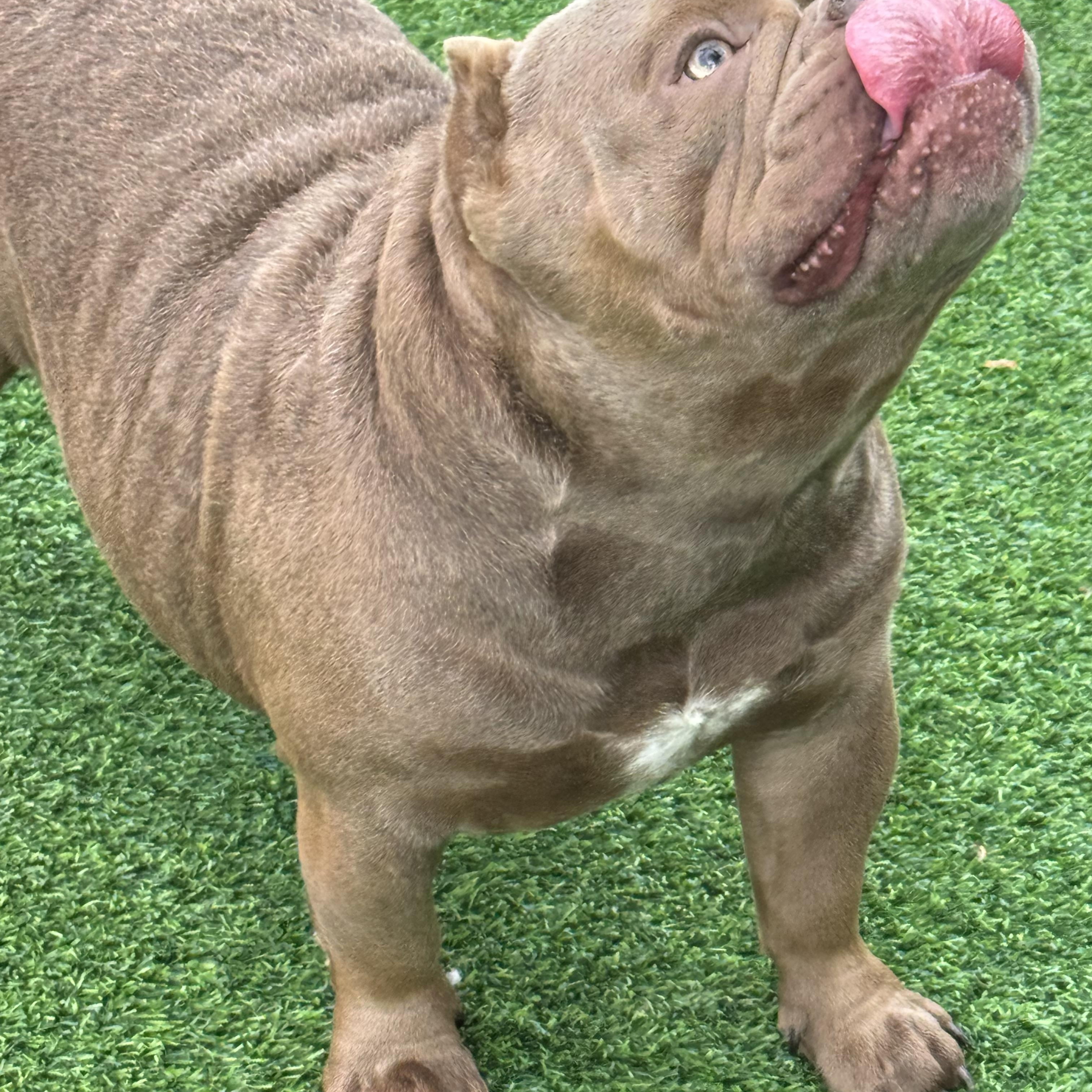 Bentley, a Adopted mixed breed in Pompano Beach, FL image 5/6