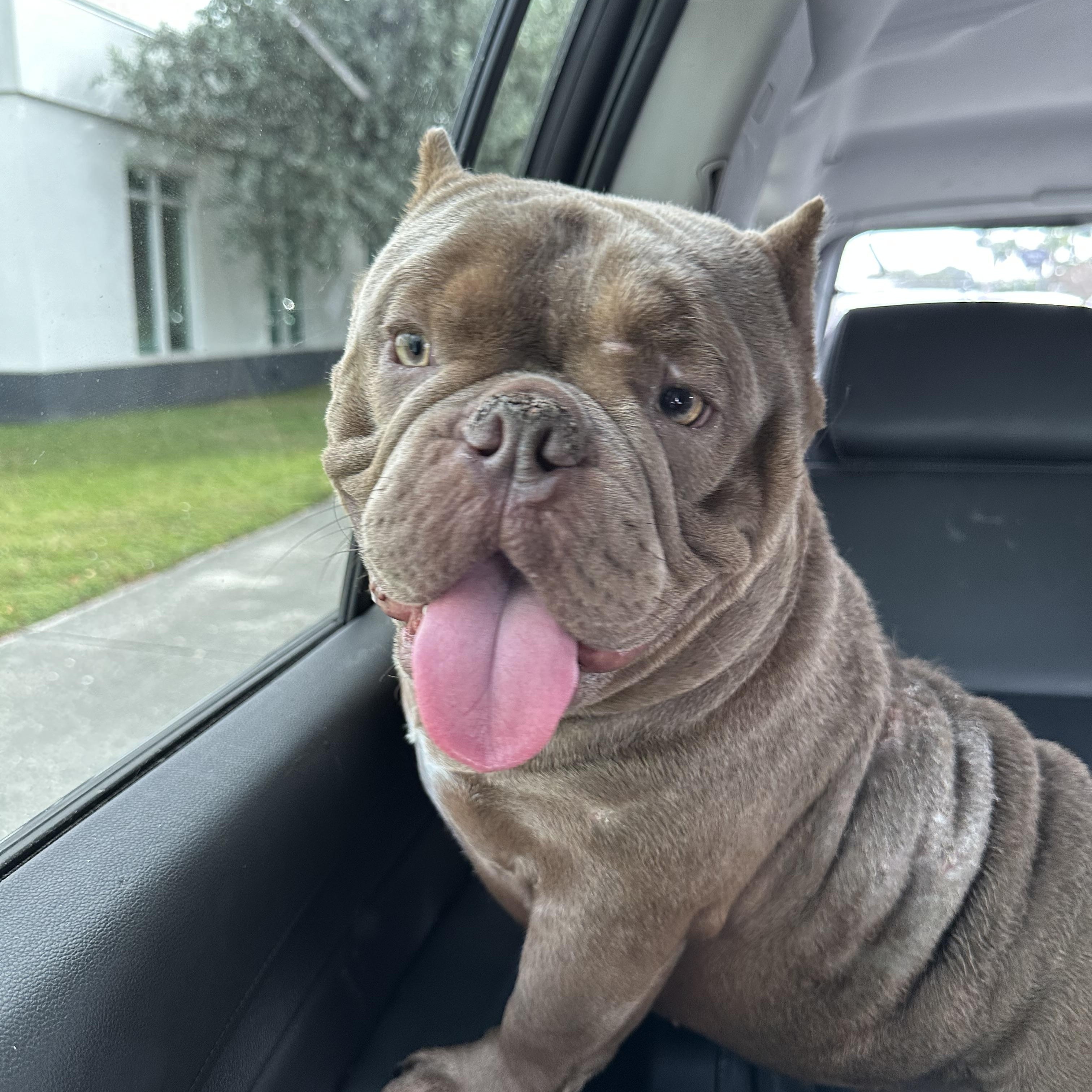 Bentley, Adopted, Young Male English Bulldog & American Bully.