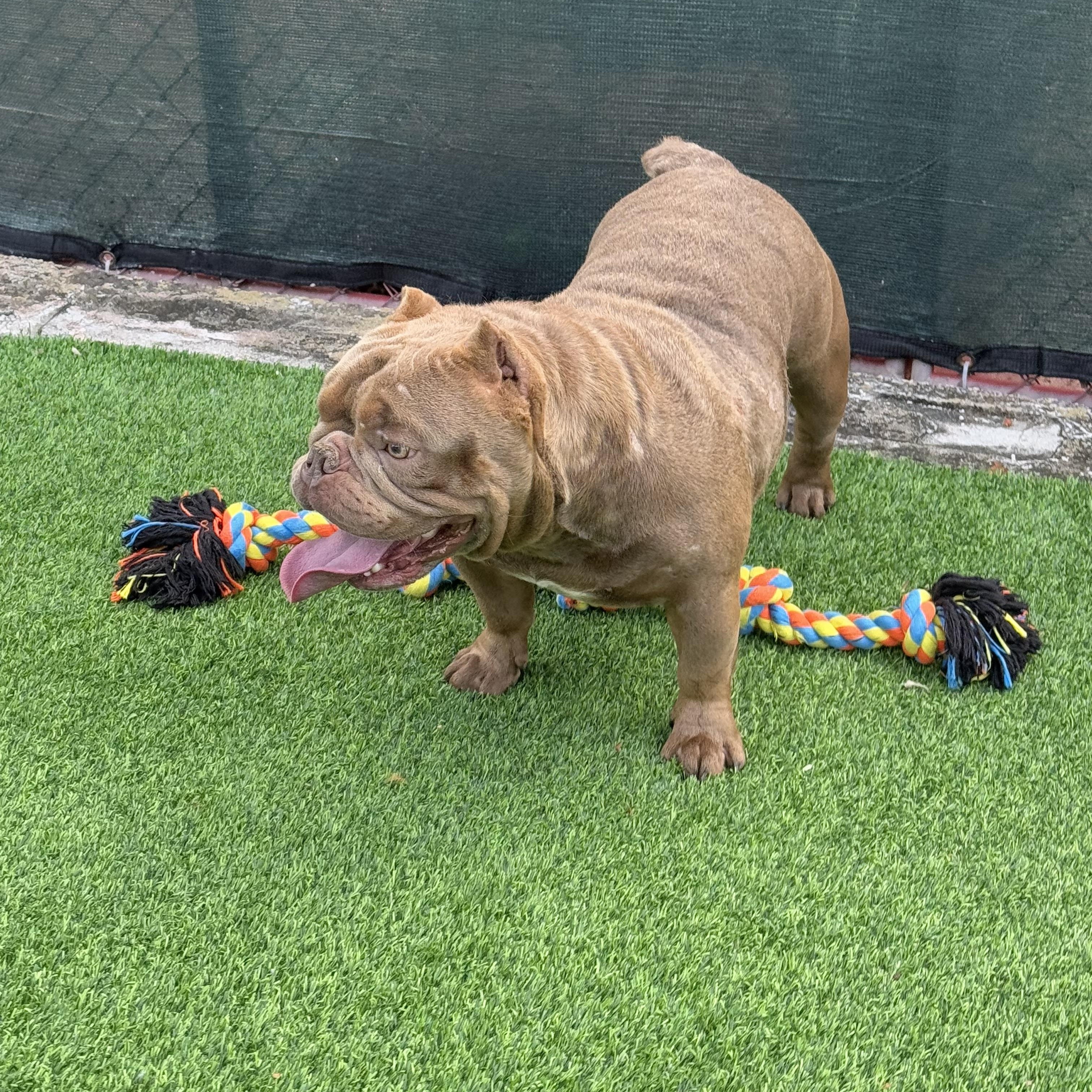 Bentley, a Adopted mixed breed in Pompano Beach, FL image 3/6