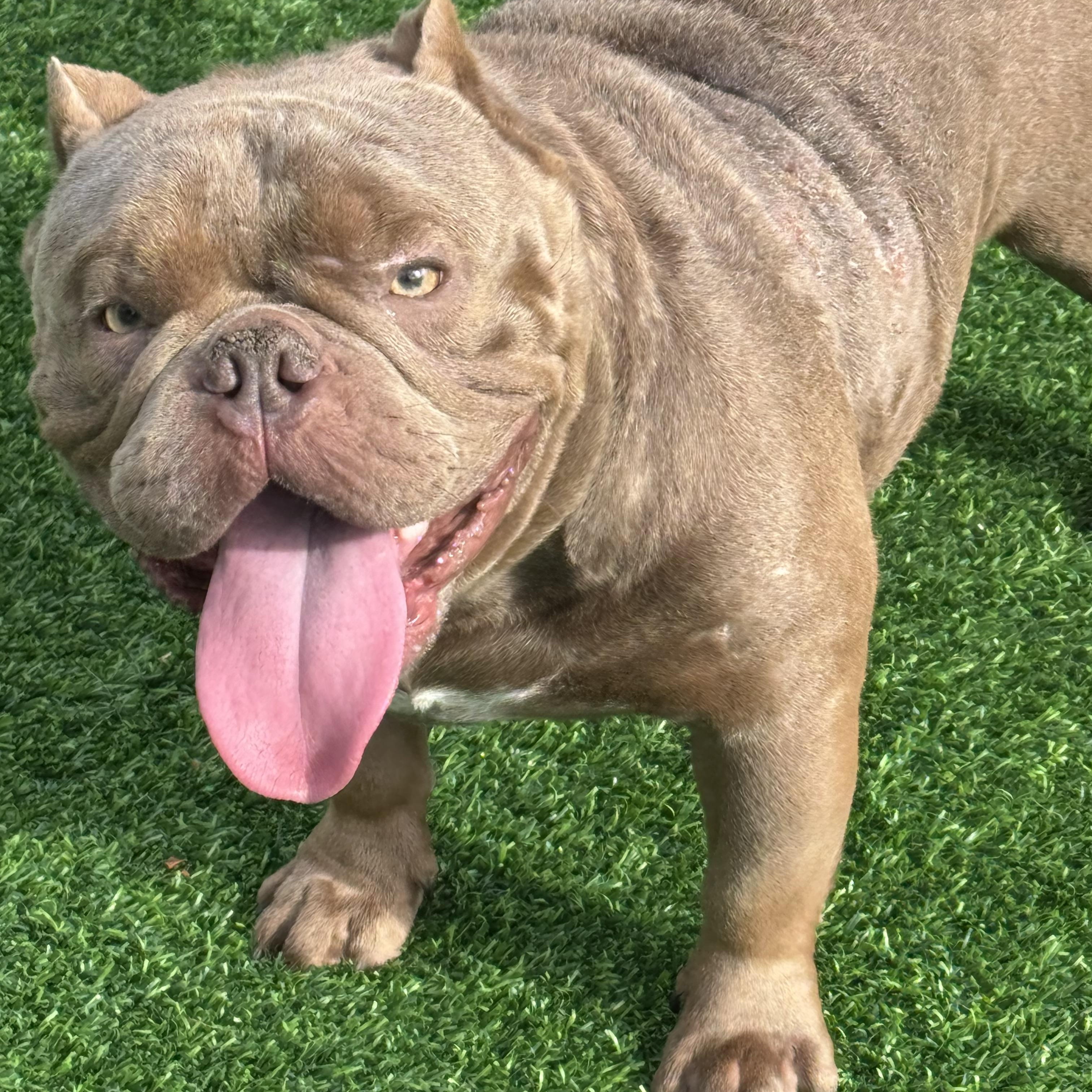 Bentley, a Adopted mixed breed in Pompano Beach, FL image 2/6