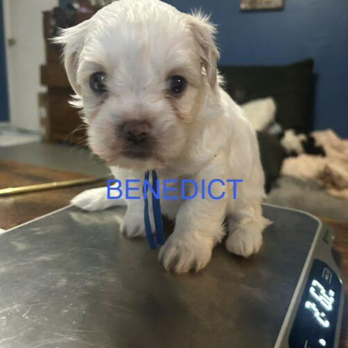 Enlarge Benedict Bridgerton, a Adoptable mixed breed in Broken Arrow, OK image 1/2