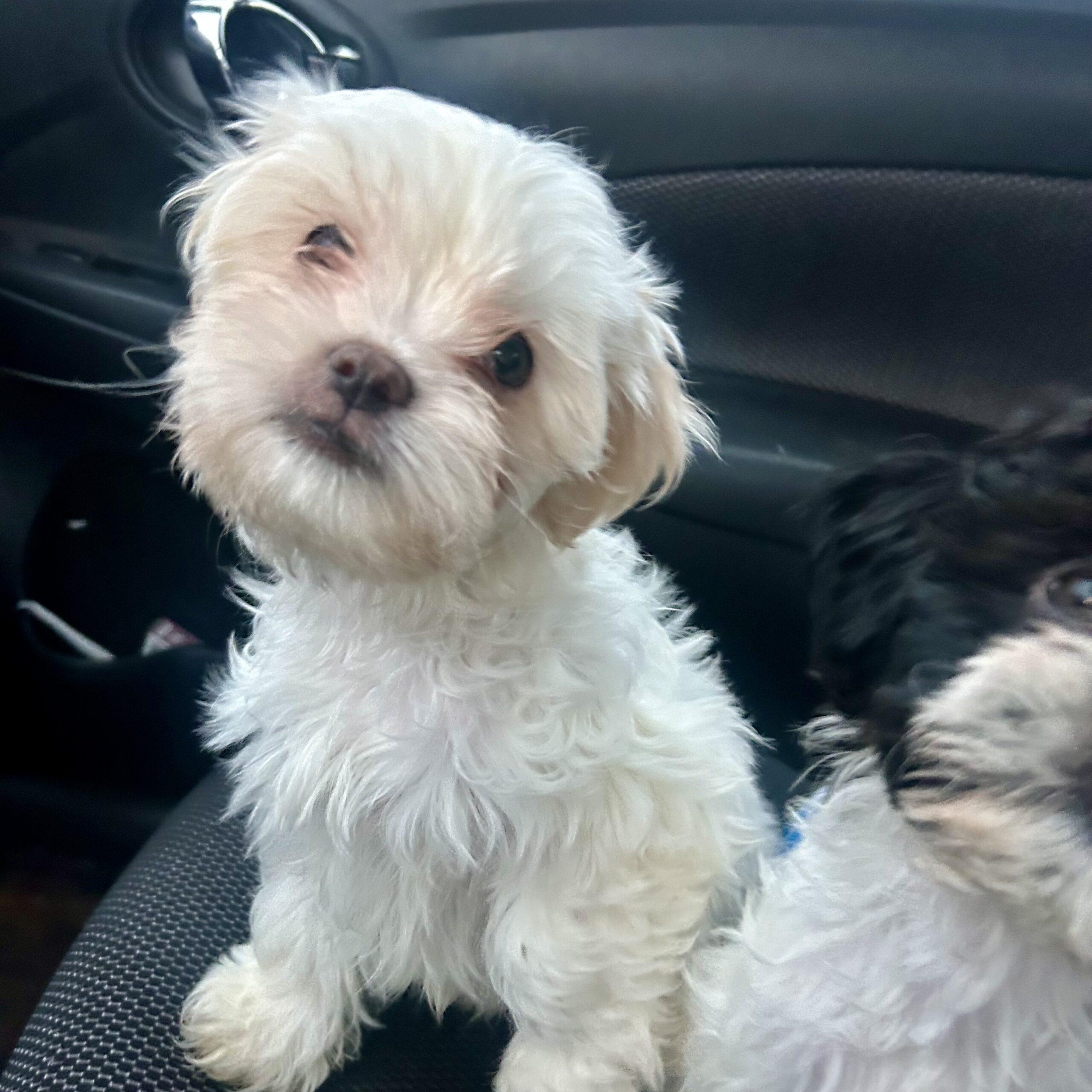 Enlarge Benedict Bridgerton, a Adoptable mixed breed in Broken Arrow, OK image 2/2