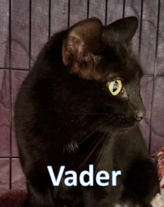 Vader (Barn Cat), adopted, Adult Female Domestic Short Hair.