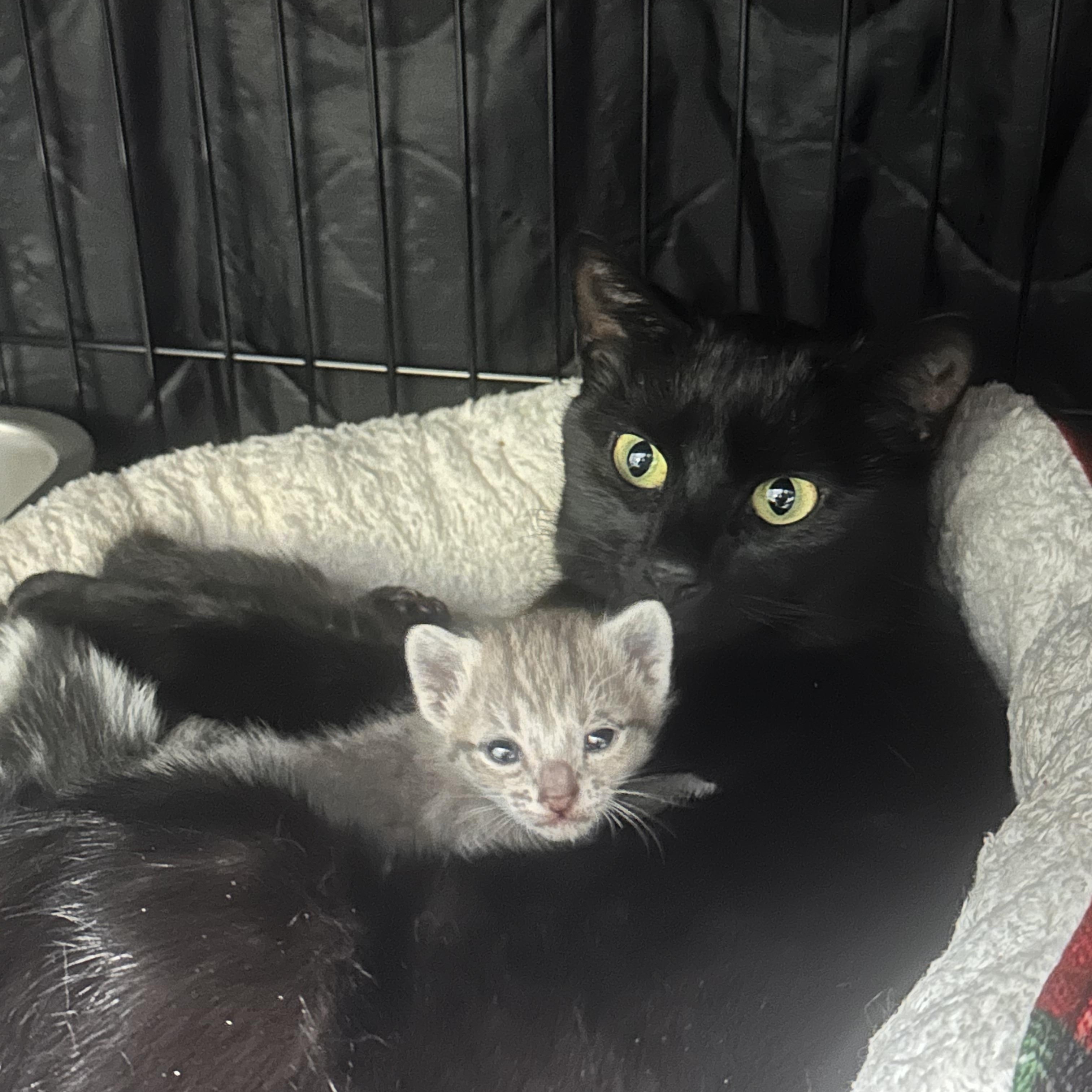Enlarge Vader (Barn Cat), an adopted Domestic Short Hair in Clarksville, VA image 2/2