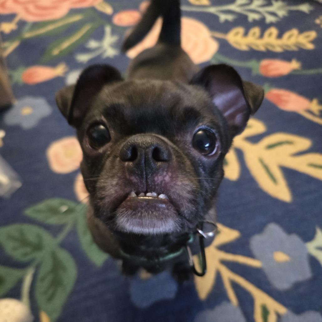 Dolly Llama, Adoptable, Adult Male Pug & Chihuahua.