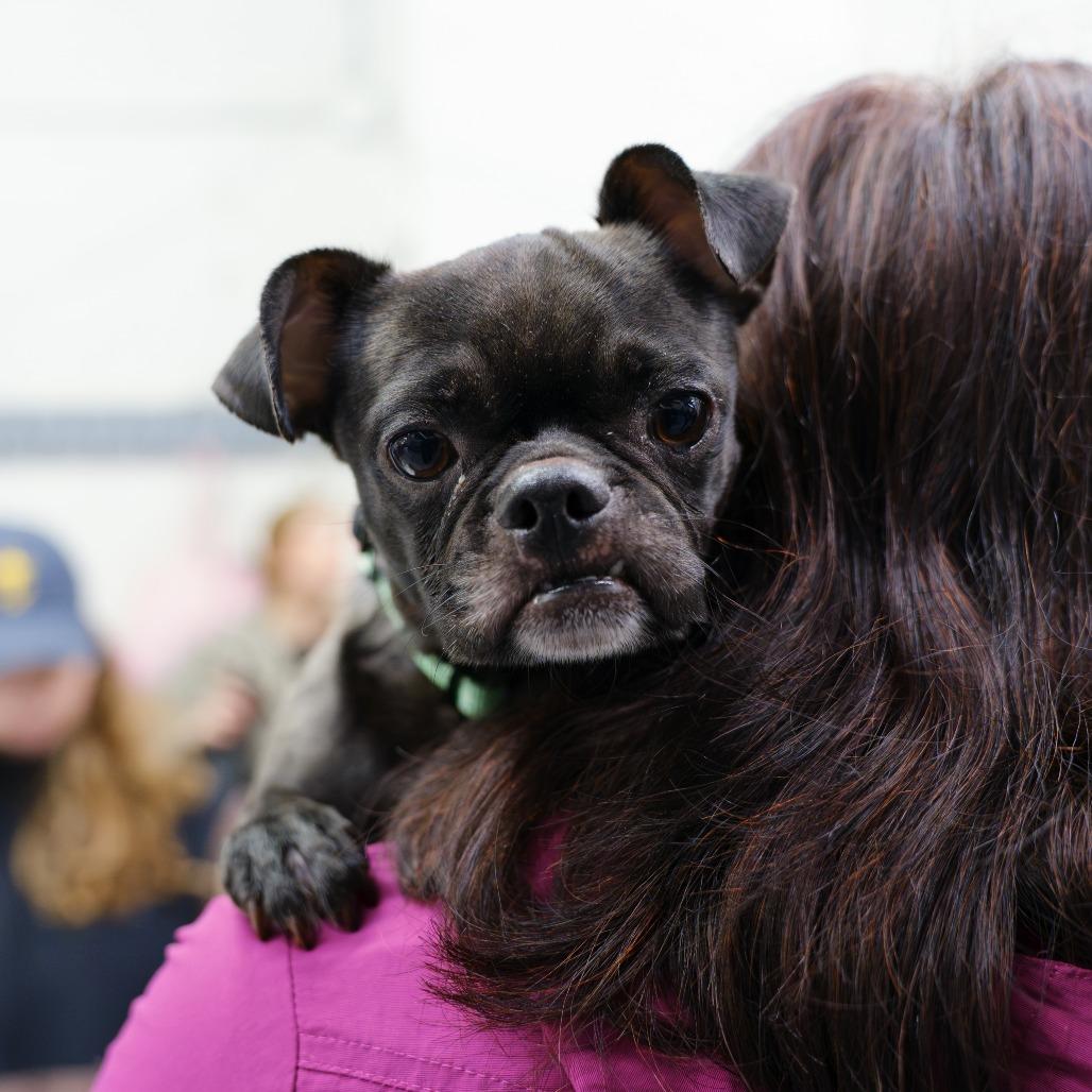 Enlarge Dolly Llama, a Adopted mixed breed in Brooklyn, NY image 3/3