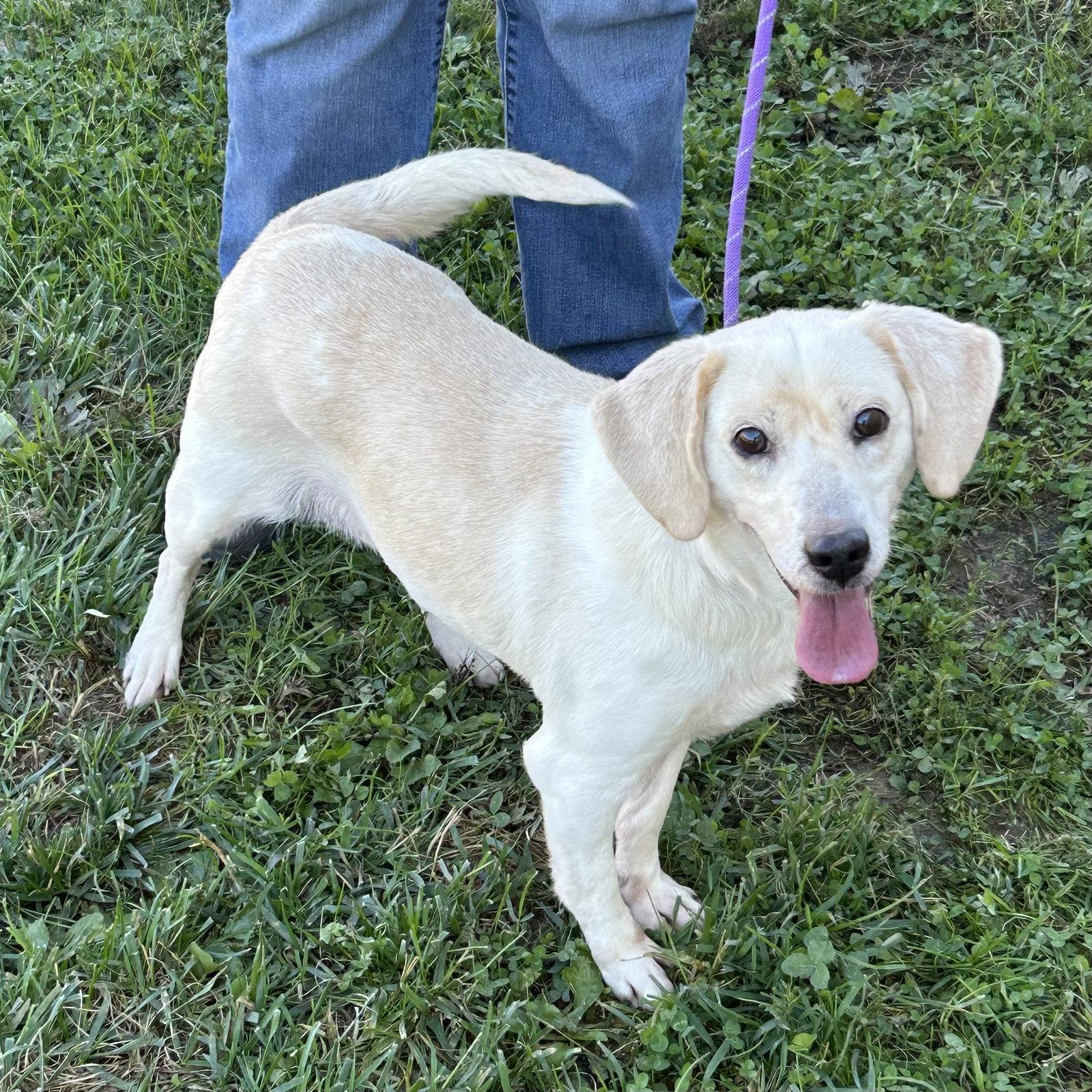 Enlarge Latte 2026, a Adoptable Beagle in Norwood, OH image 1/3
