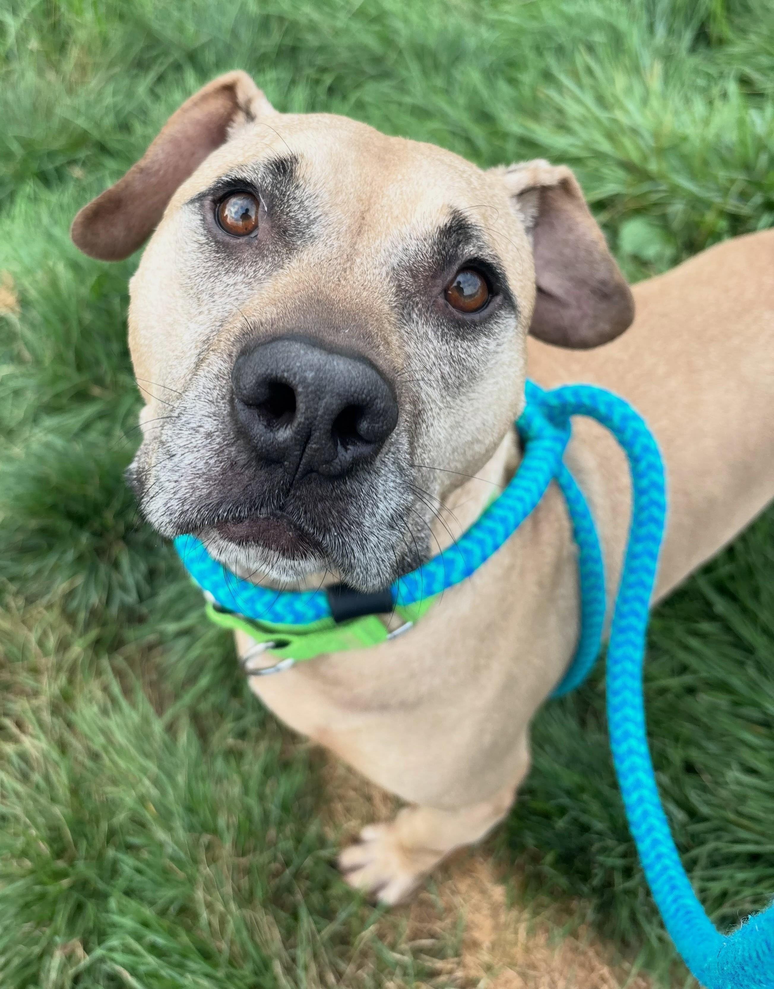 Enlarge Echo, a Adoptable Mixed Breed in Youngstown, OH image 1/4