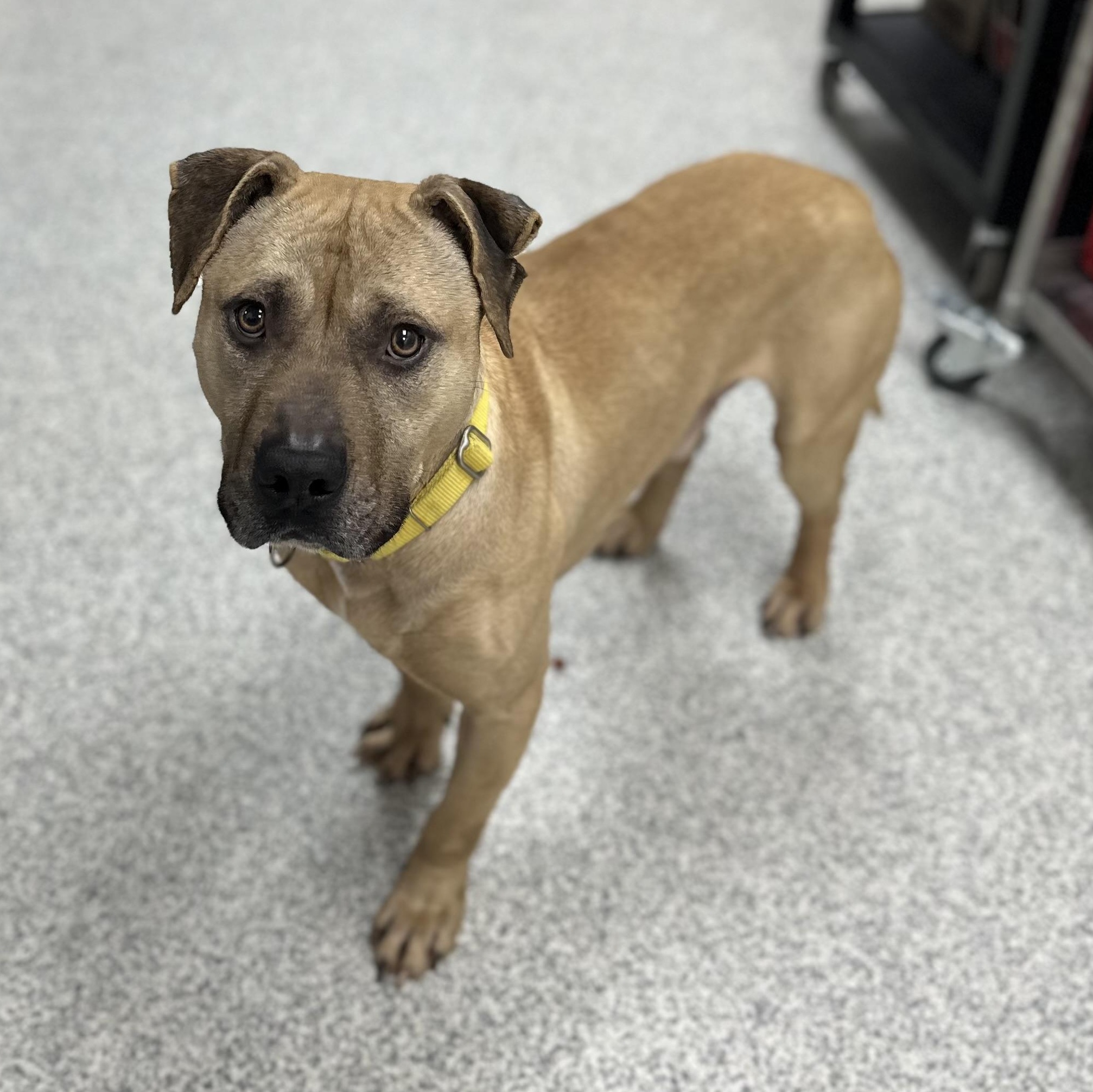 Enlarge Echo, a Adoptable Mixed Breed in Youngstown, OH image 3/4