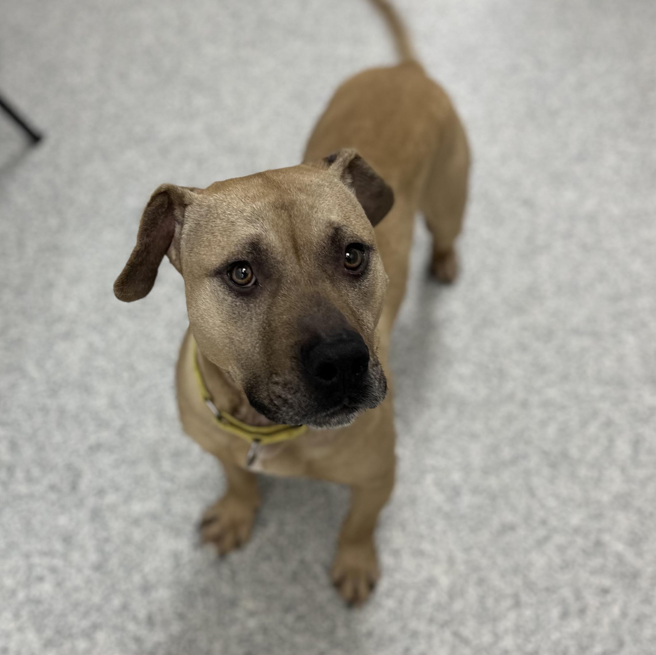 Enlarge Echo, a Adoptable Mixed Breed in Youngstown, OH image 4/4