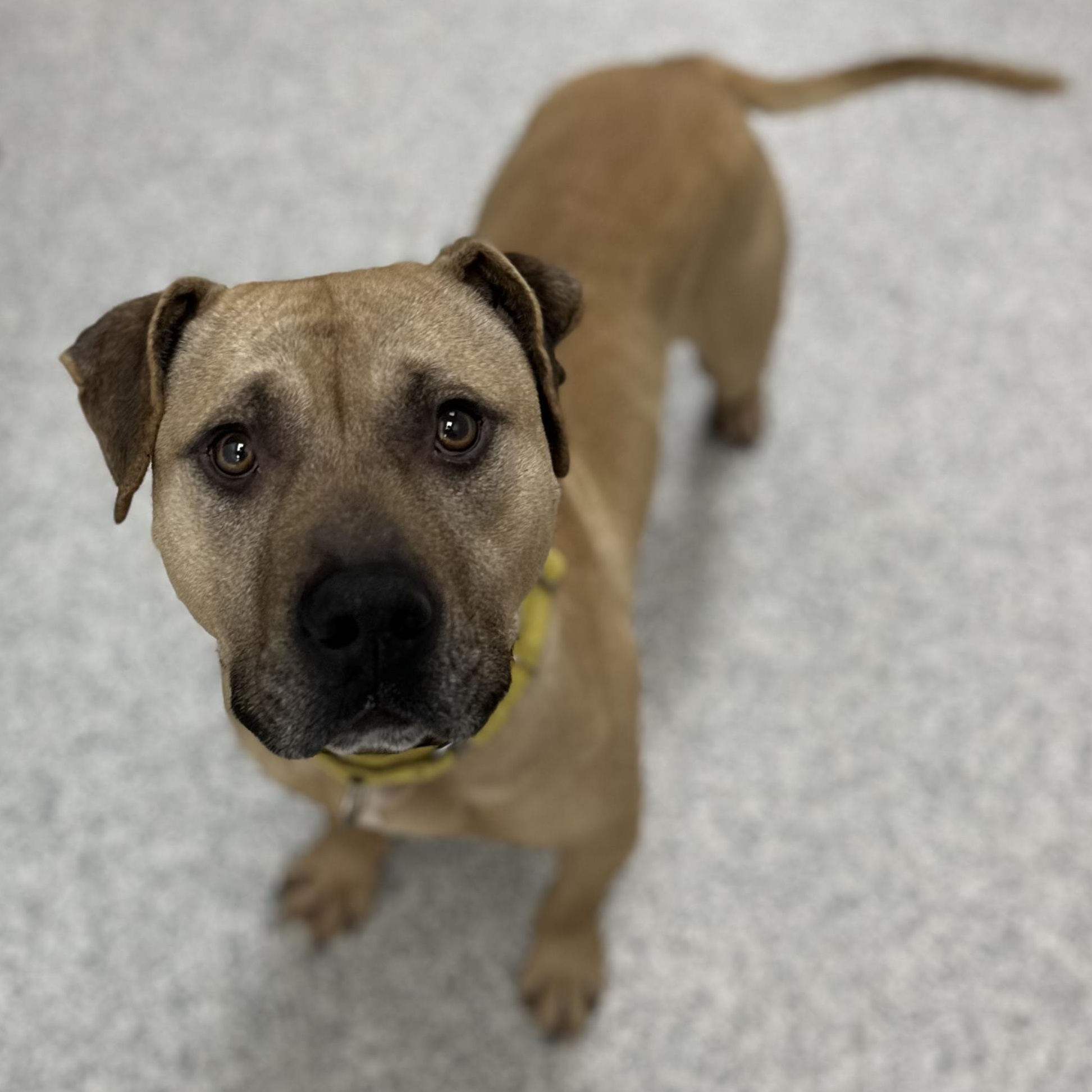 Enlarge Echo, a Adoptable Mixed Breed in Youngstown, OH image 2/4