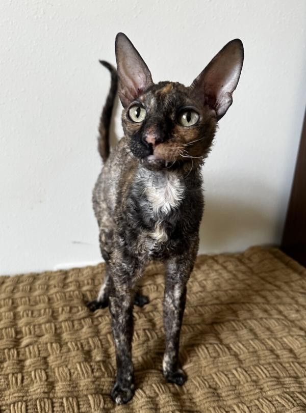 TINKER, adopted, Adult Female Cornish Rex.