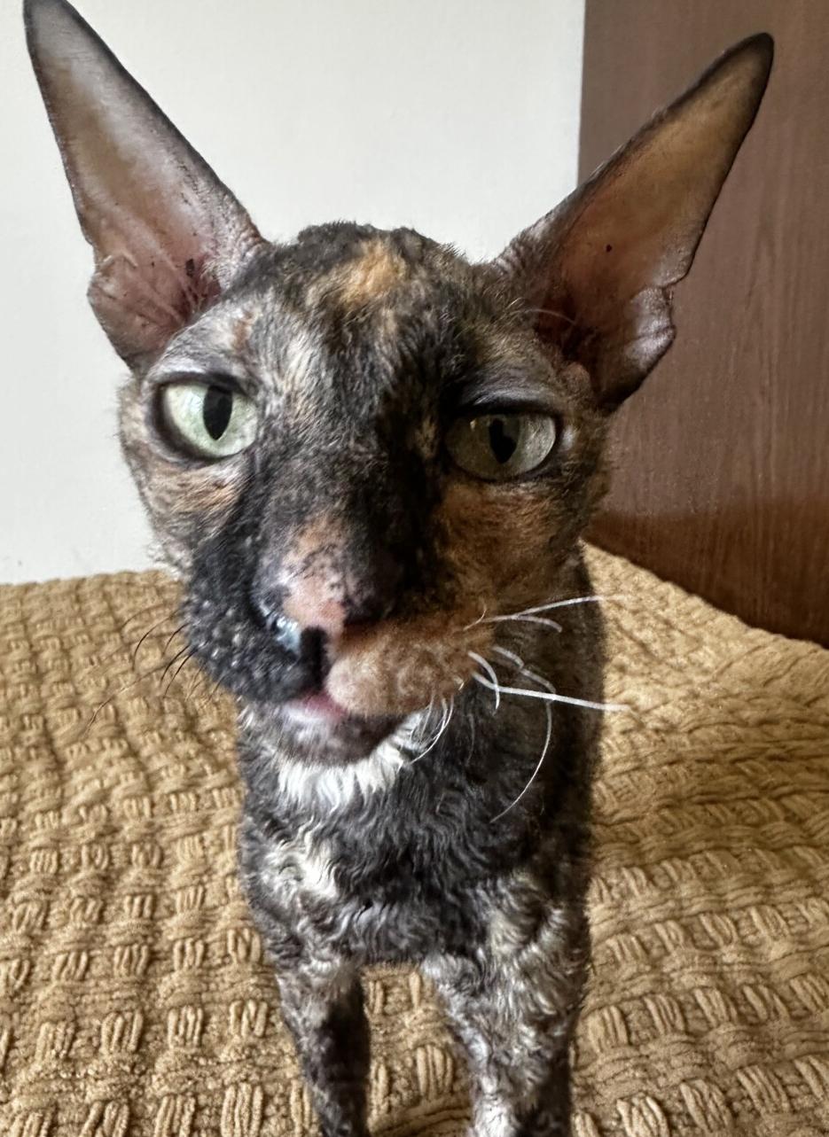 TINKER, an adopted Cornish Rex in Dane, WI image 3/3