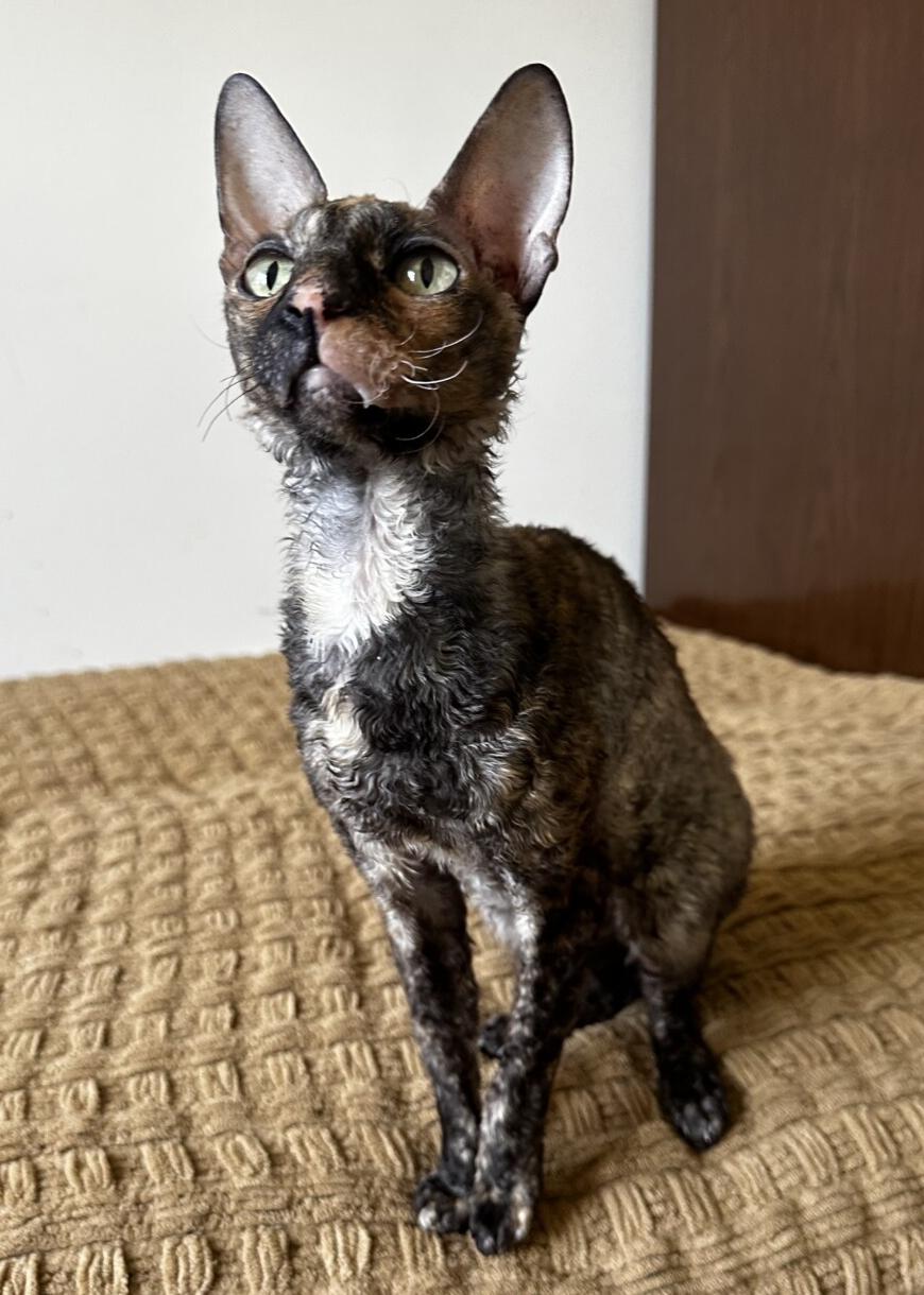 TINKER, an adopted Cornish Rex in Dane, WI image 2/3