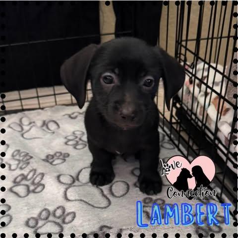 Enlarge Lambert, an adopted mixed breed in Gilbert, AZ image 1/1