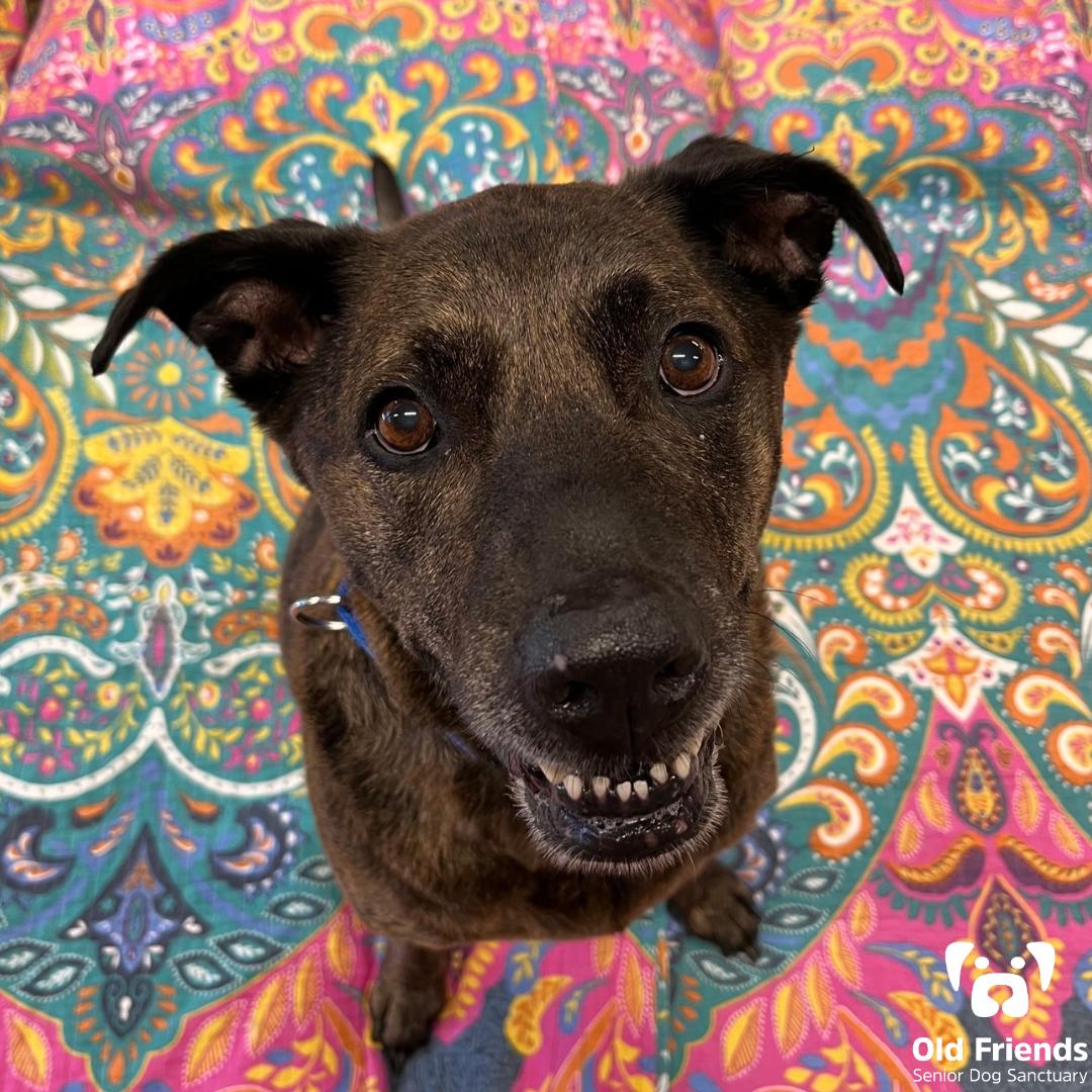 Enlarge Sasha, a Adoptable mixed breed in Mount Juliet, TN image 1/1