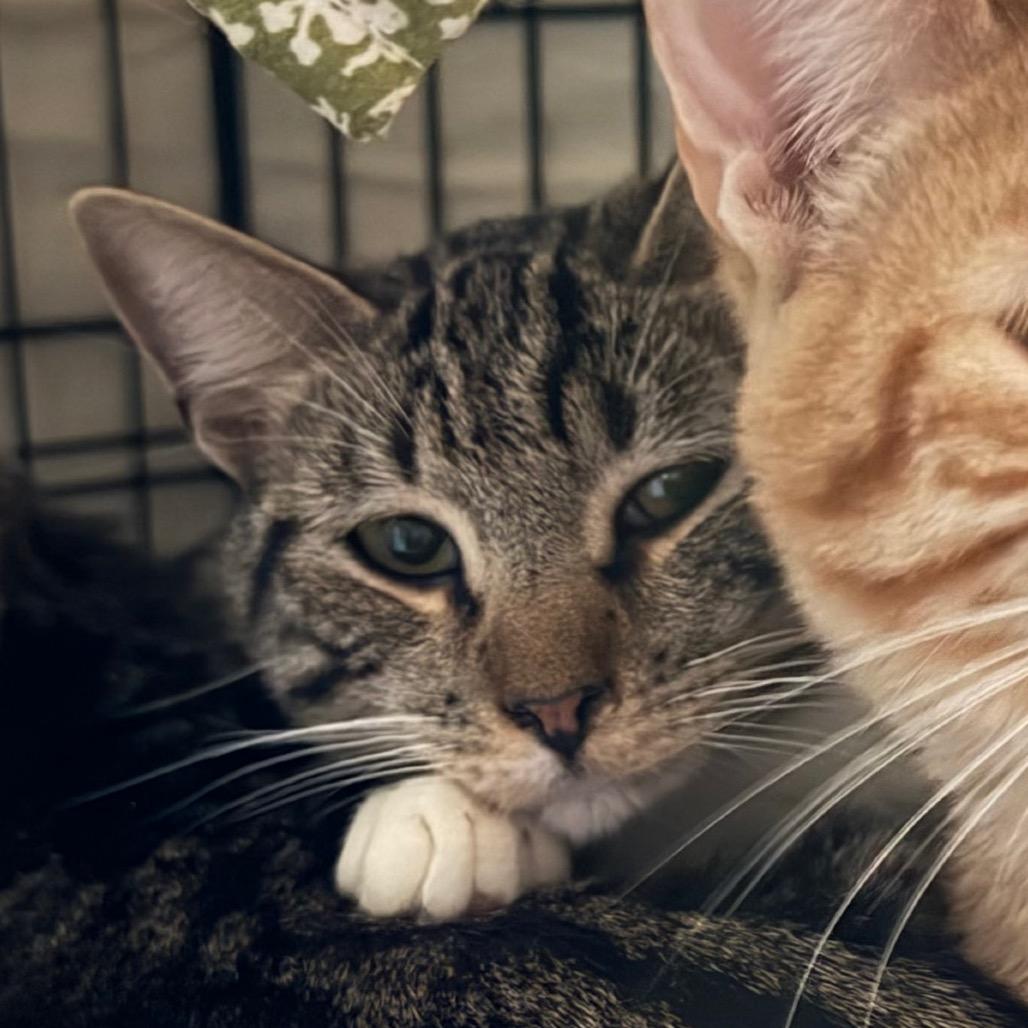 Brian, Adoptable, Young Male Domestic Short Hair.