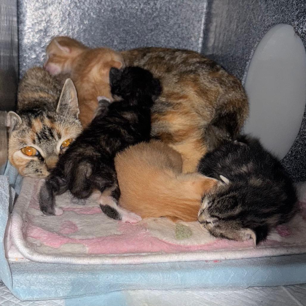 Brian, a Adoptable Domestic Short Hair in Simi Valley, CA image 2/2