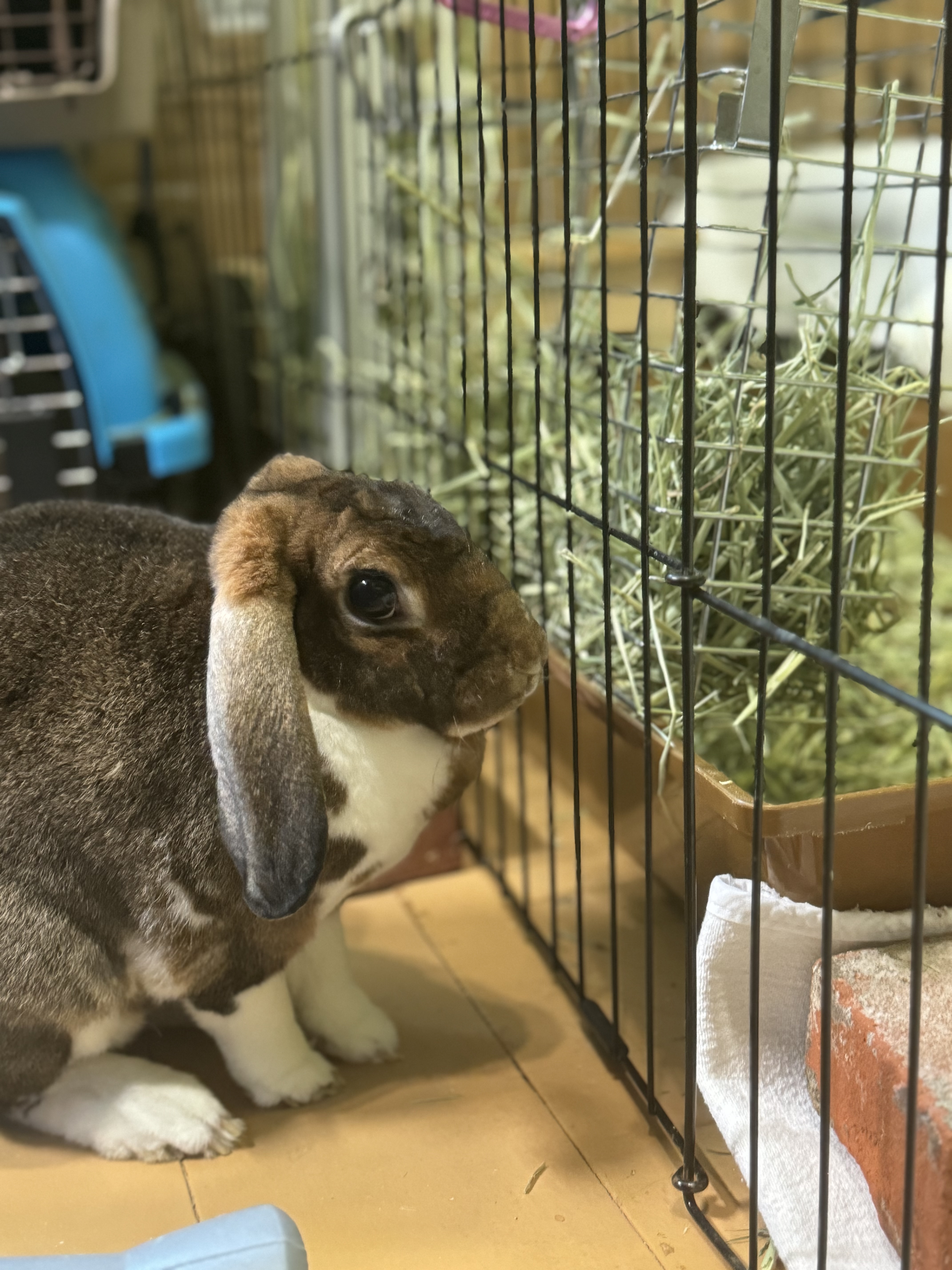 Enlarge Cadence, a Adoptable Lop Eared in Coralville, IA image 1/1