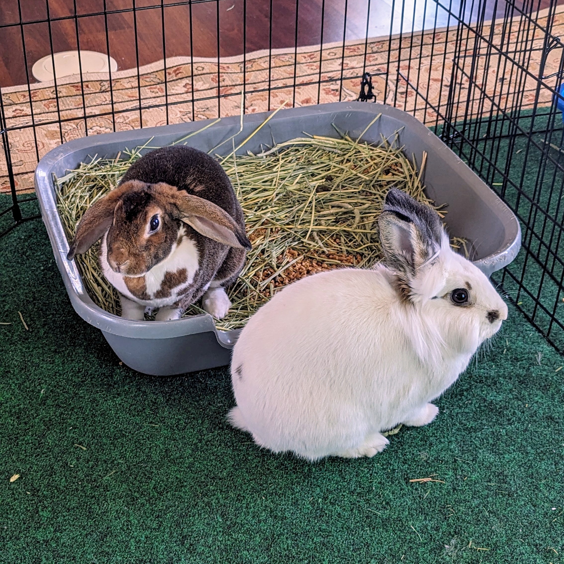 Melody and Cadence, Adult Female unknown