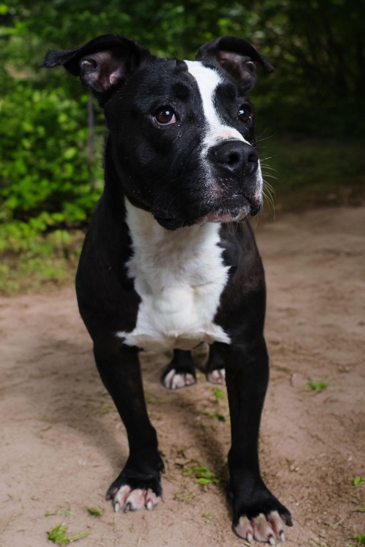 Enlarge Jackson, a ADOPTABLE Pit Bull Terrier in Shelbyville, IN image 2/2