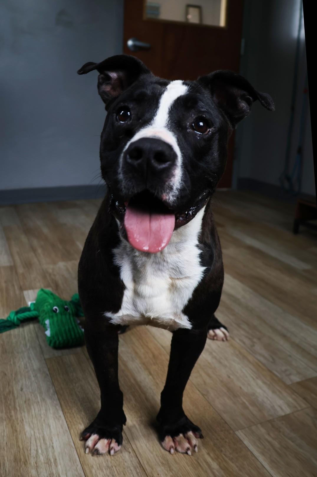Enlarge Jackson, a ADOPTABLE Pit Bull Terrier in Shelbyville, IN image 1/2