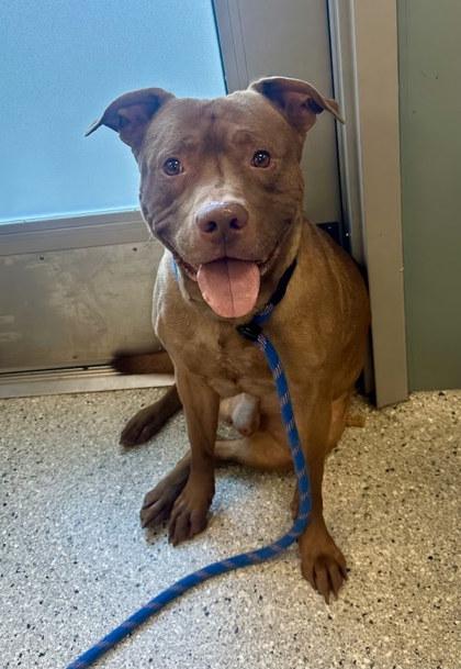 Enlarge Reuben, a Adoptable Mixed Breed in Twinsburg, OH image 1/3