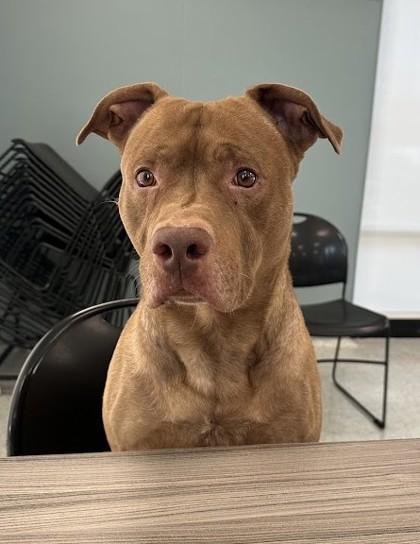 Enlarge Reuben, a Adoptable Mixed Breed in Twinsburg, OH image 2/3