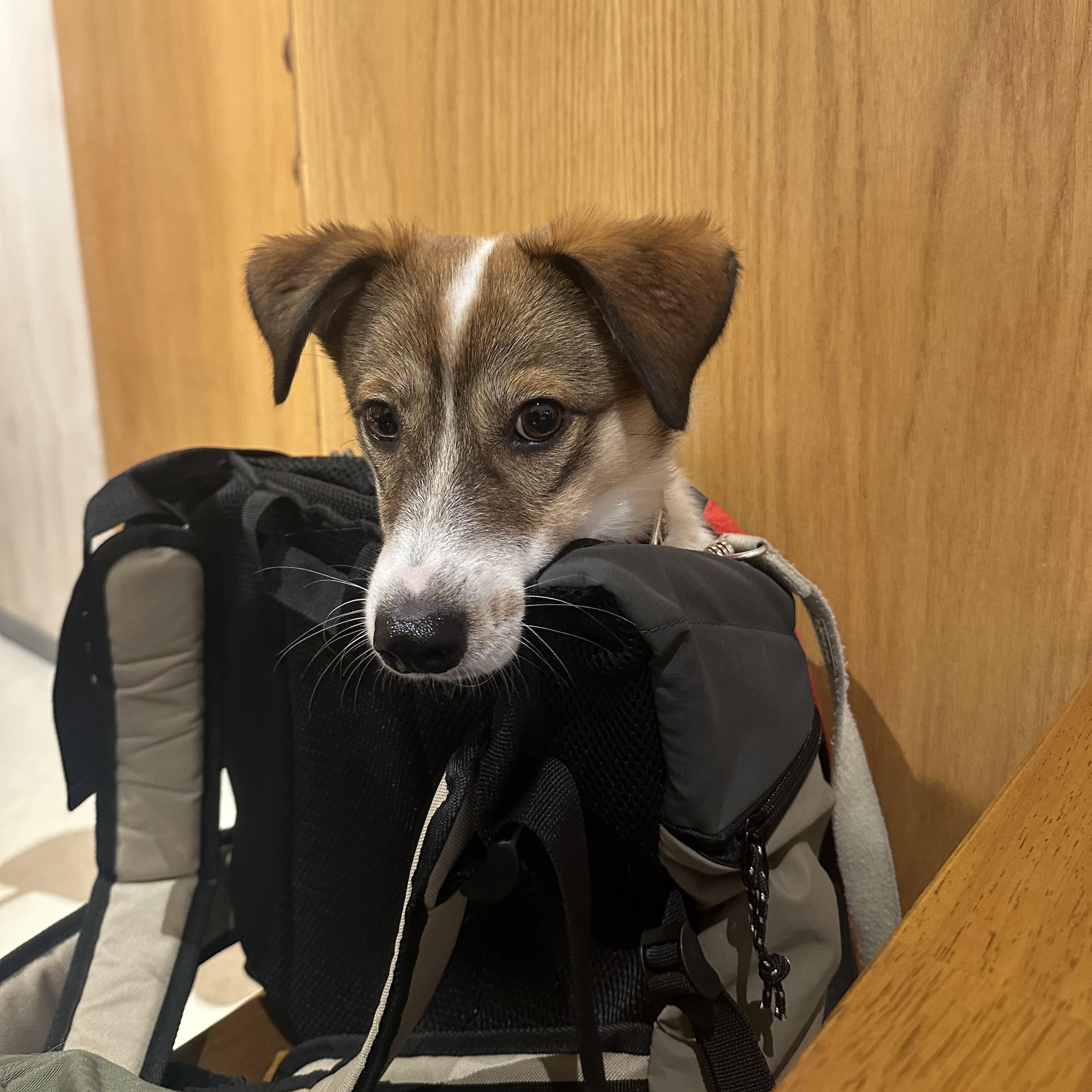 Enlarge Alfie, a Adoptable mixed breed in Manchester , NH image 3/6