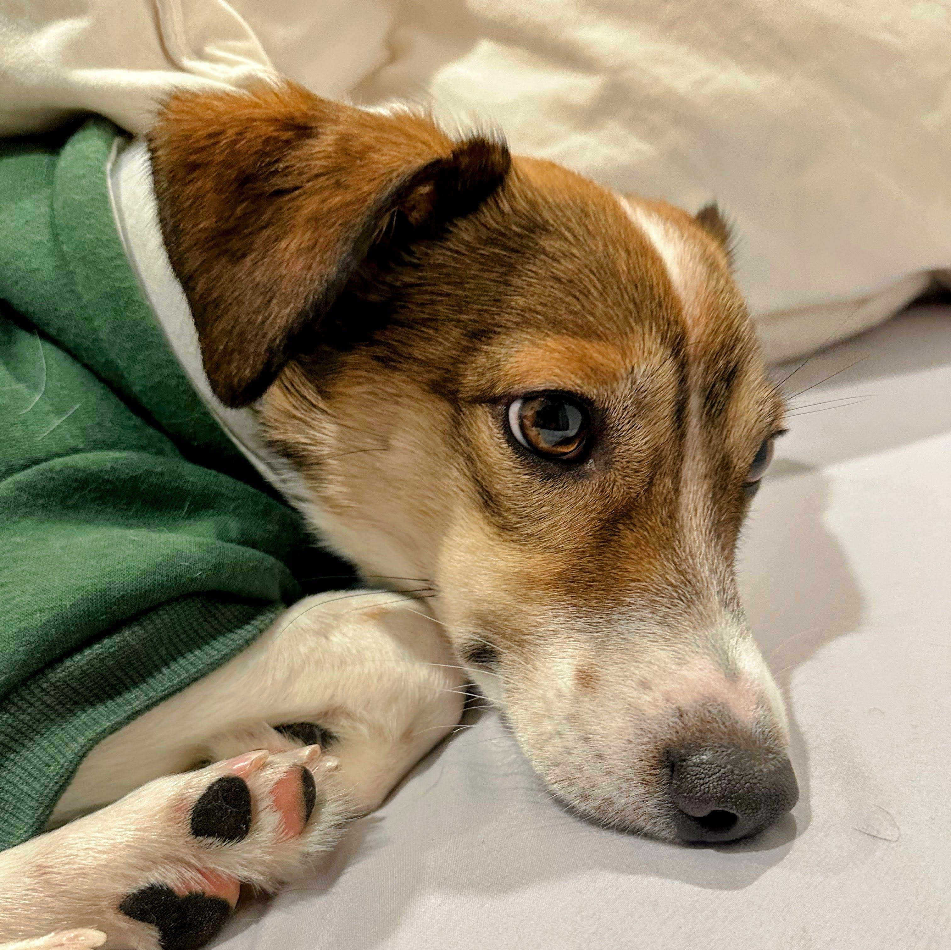 Enlarge Alfie, a Adoptable mixed breed in Manchester , NH image 5/6