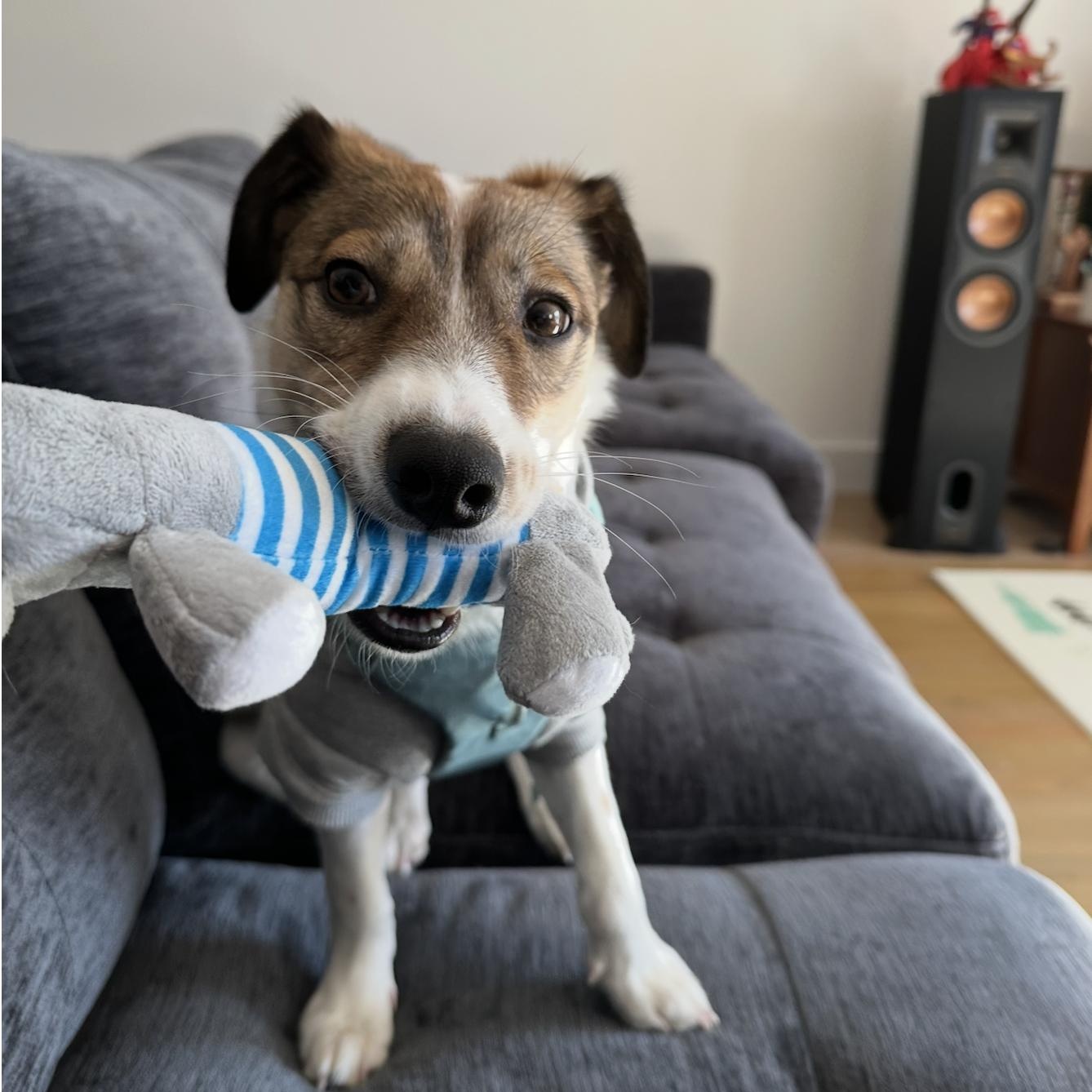 Enlarge Alfie, a Adoptable mixed breed in Manchester , NH image 1/6