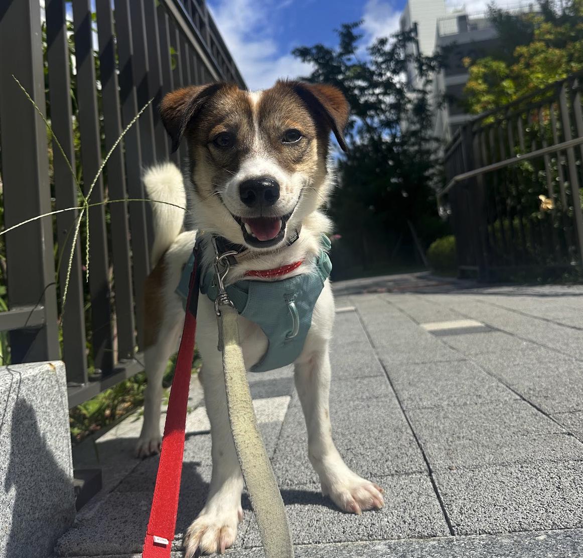 Enlarge Alfie, a Adoptable mixed breed in Manchester , NH image 2/6