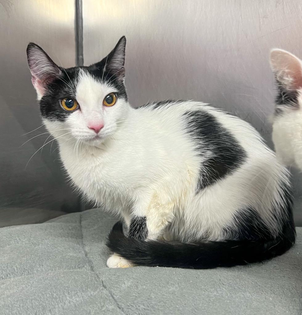 Elvis, Adoptable, Kitten Male Domestic Short Hair.