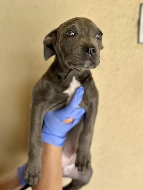 Grape, Adoptable, Puppy Female Pit Bull Terrier.