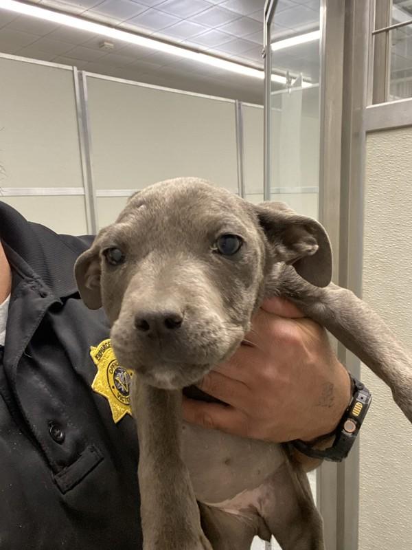 Enlarge Grape, a Adoptable mixed breed in Victorville, CA image 2/2